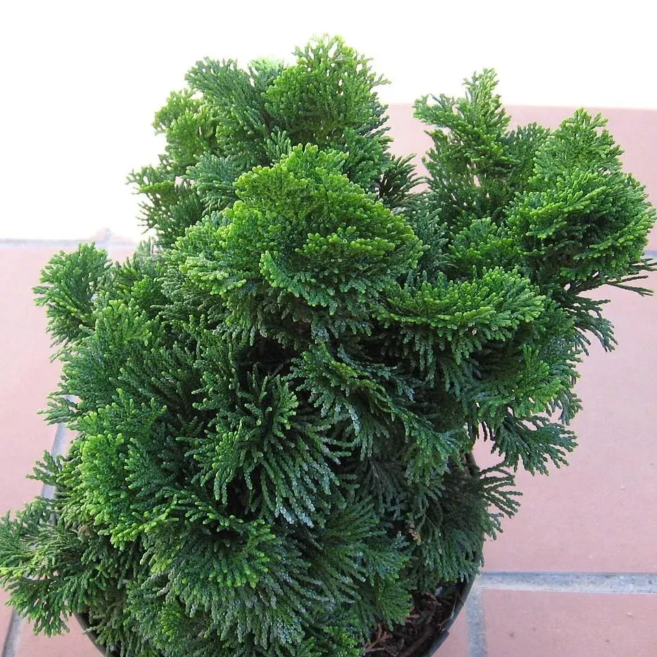 Nana Gracilis Hinoki Cypress