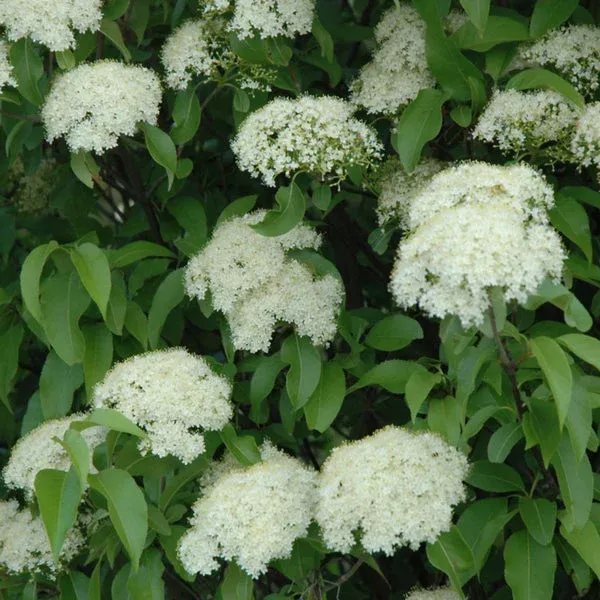 Nannyberry Viburnum