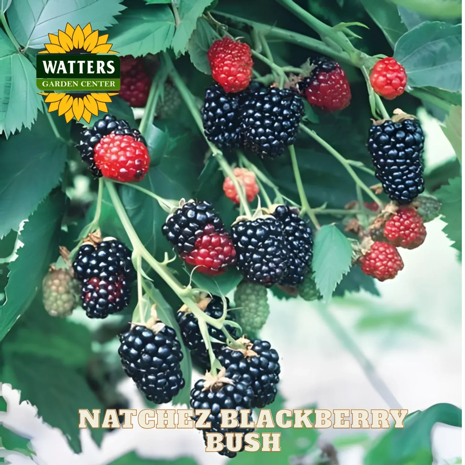 Natchez Blackberry (Rubus natchez) – 1 gallon 12″