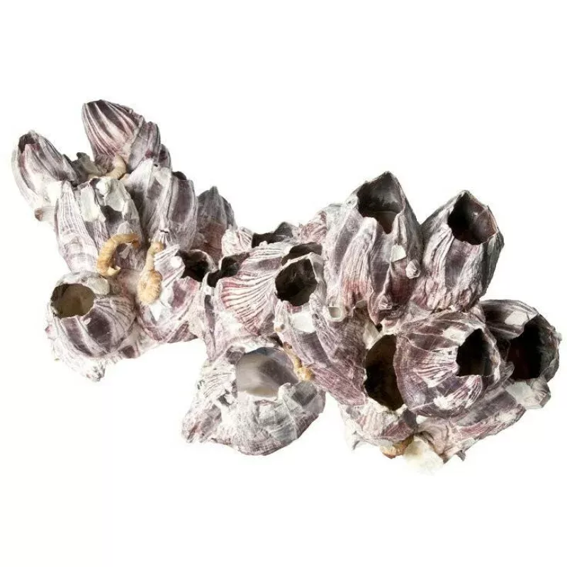 Natural Purple Barnacle