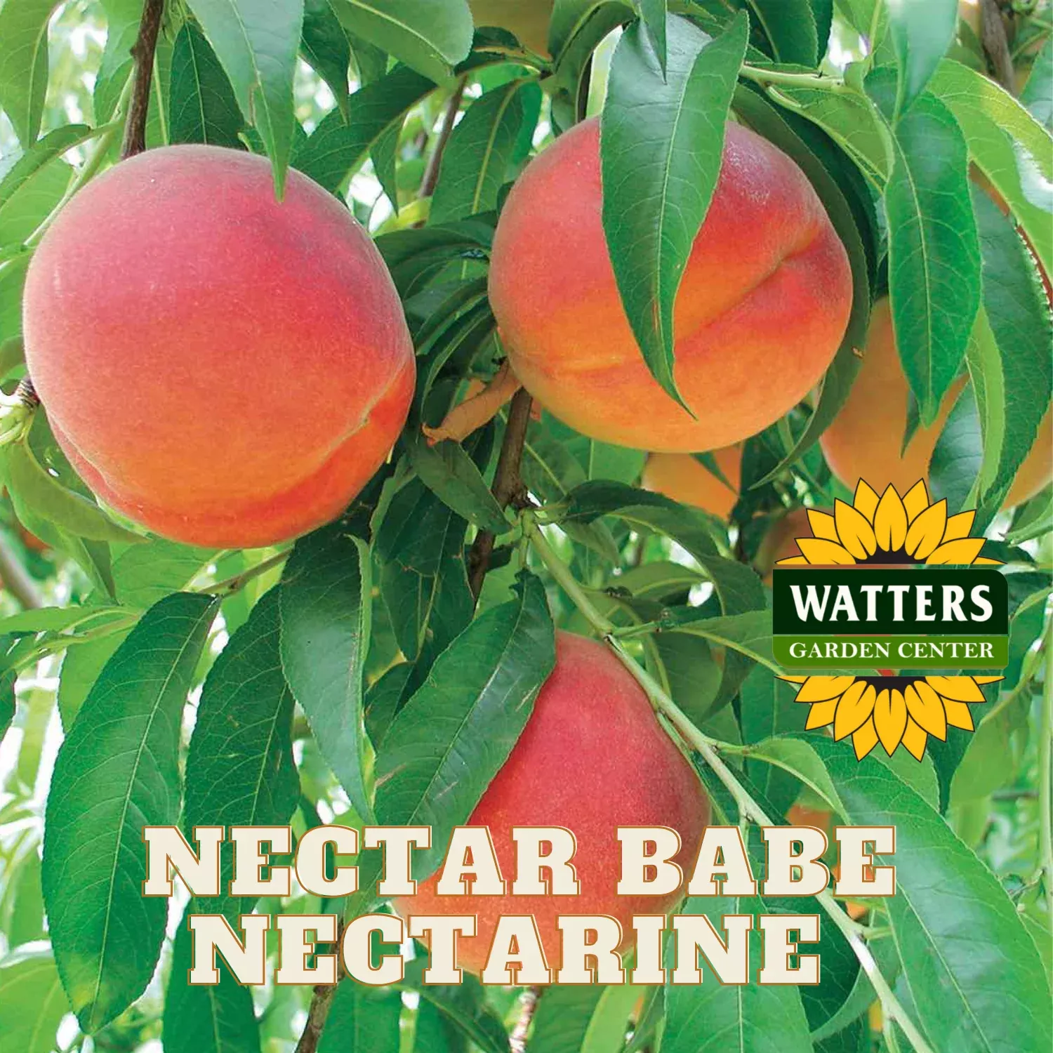 NECTAR BABE NECTARINE TREE DWARF 7gal