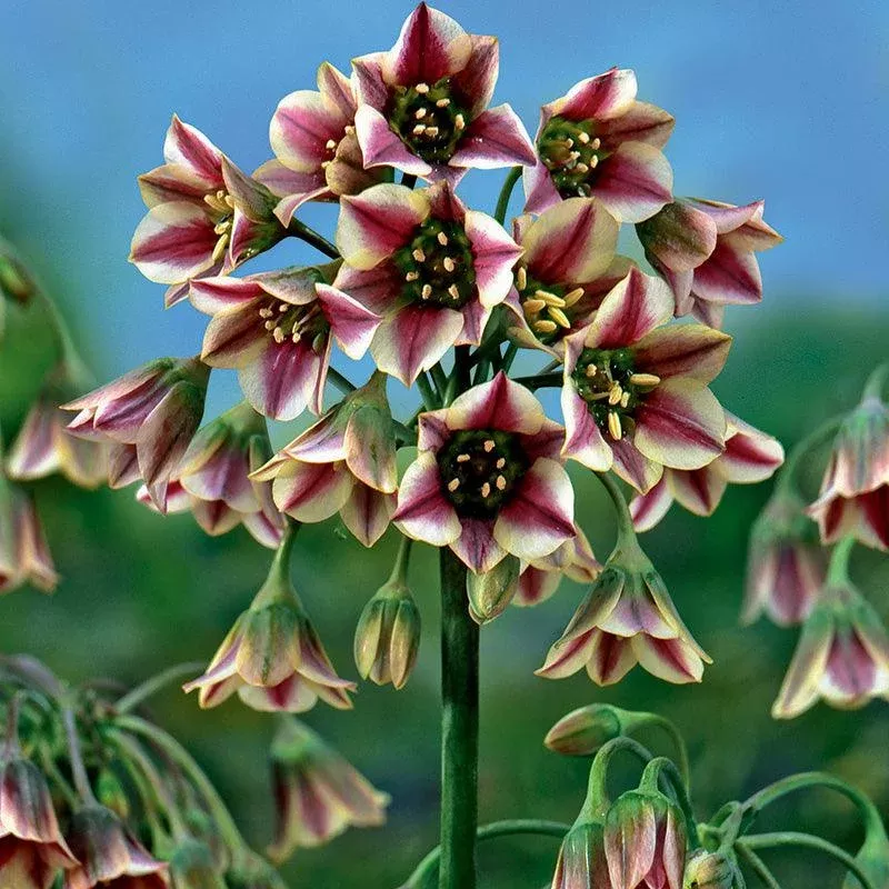 Nectaroscordum (Allium siculum) (Pack of 12)