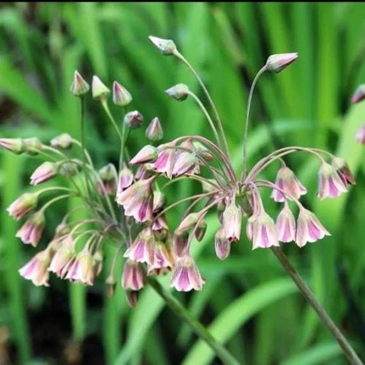 Nectaroscordum – Allium siculum