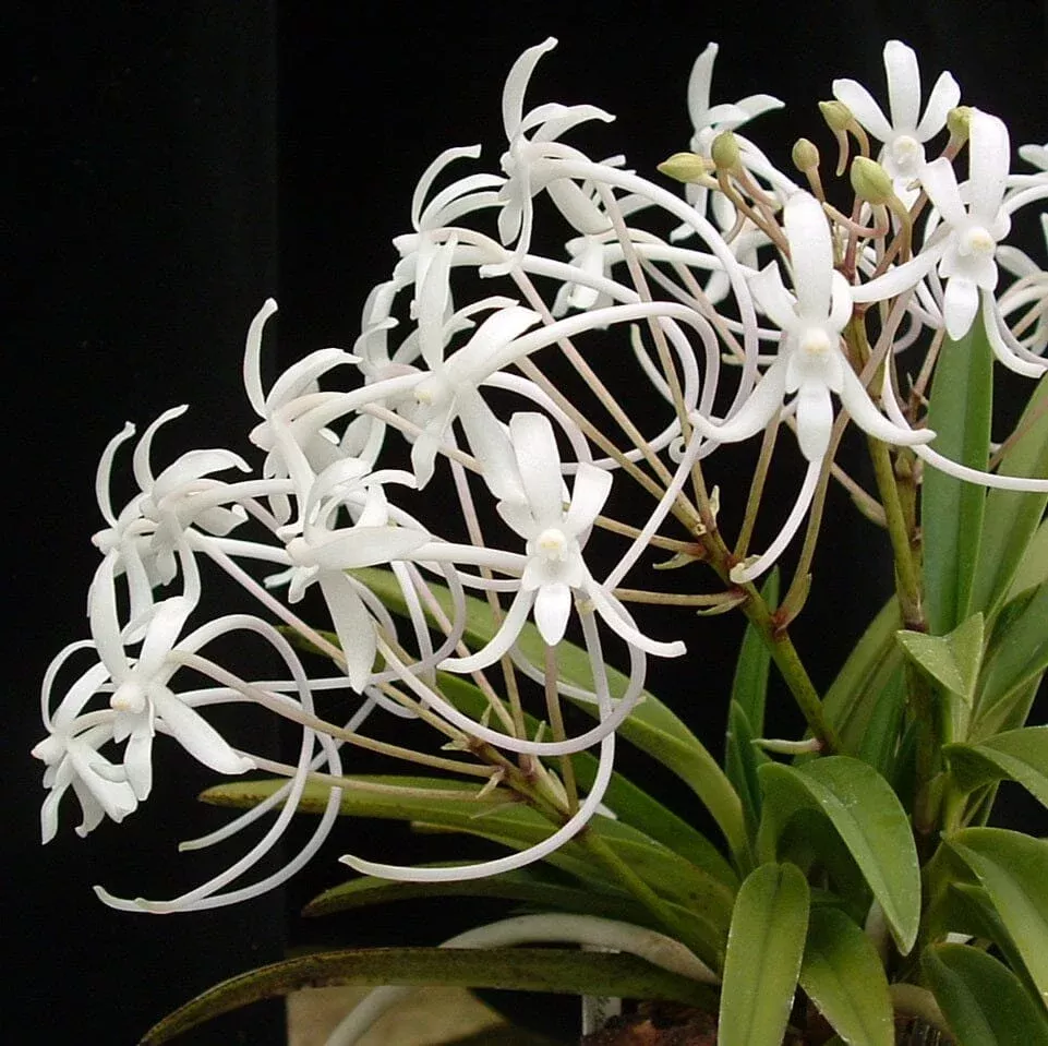 Neofinetia falcata var. shutebbou x ‘koto’