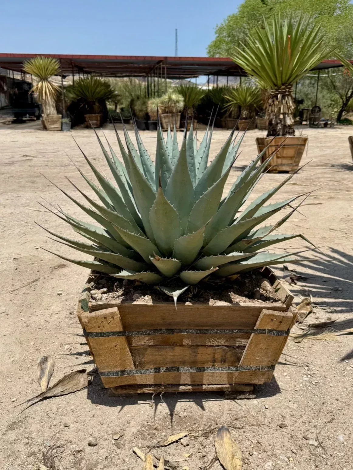 NEOMEXICANA AGAVE 24in