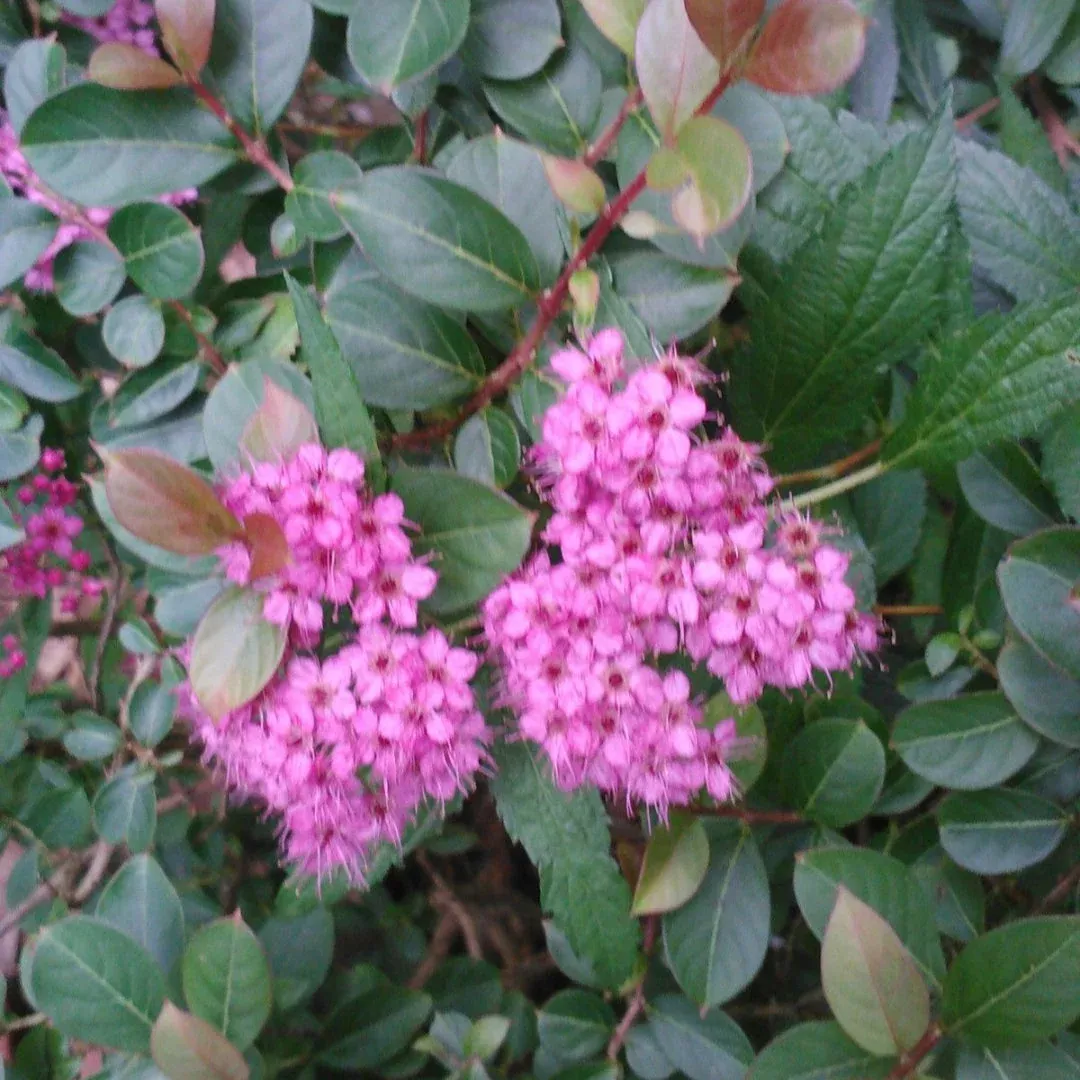 Neon Flash Spirea – Brilliant Scarlet-Red Summer Blooms with Dark Burgundy Foliage (Spiraea japonica)