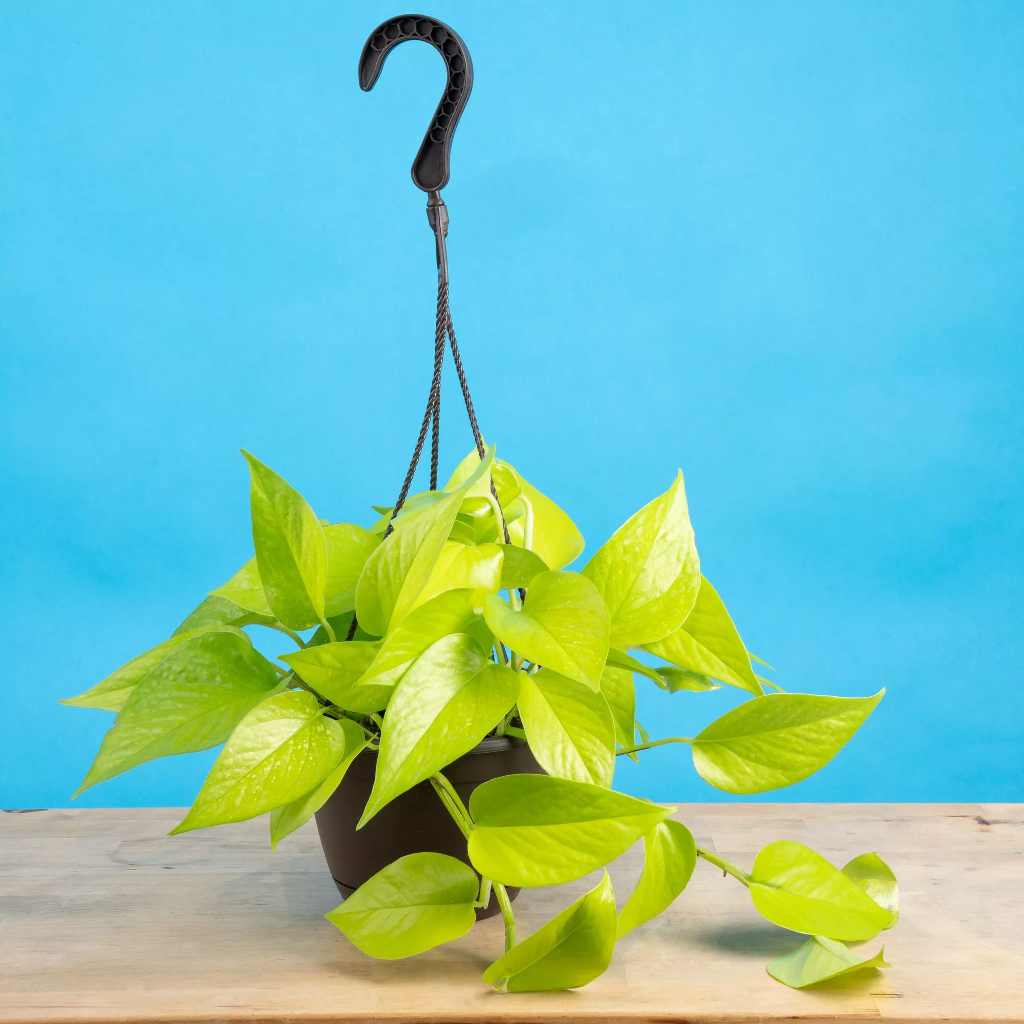Neon Pothos Epipremnum | medium