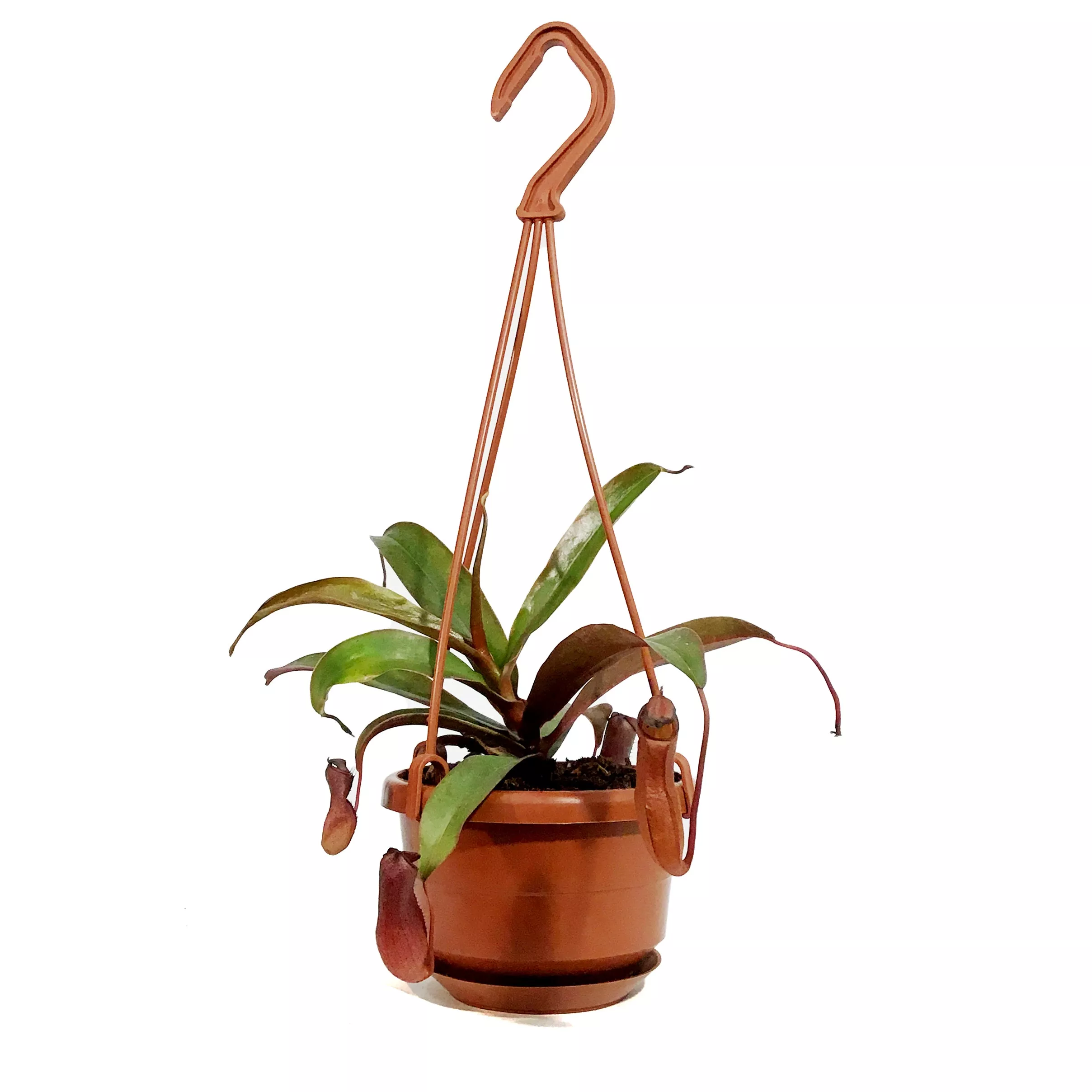 Nepenthes, 4in HB, Rebecca Soper