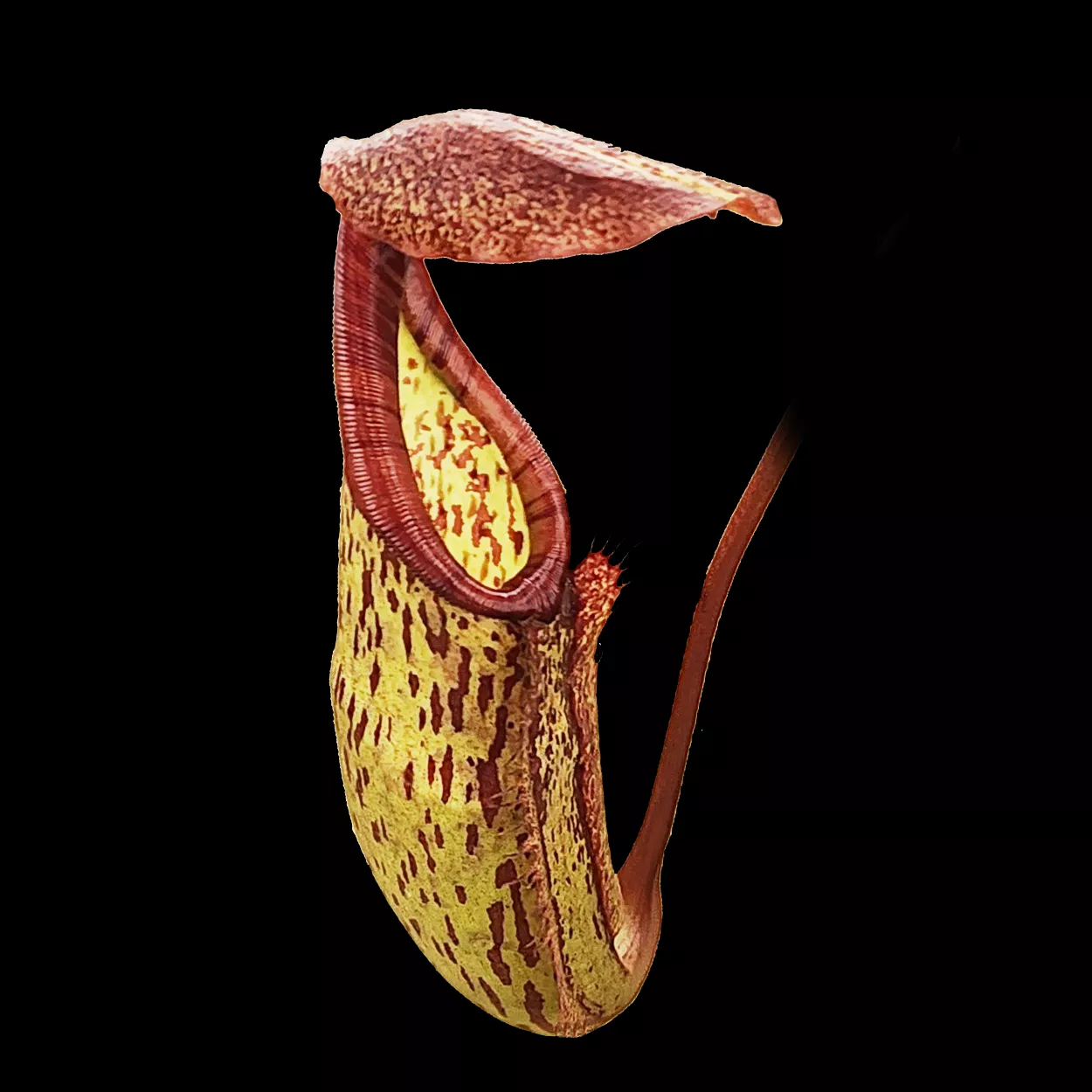 Nepenthes 'Gentle'