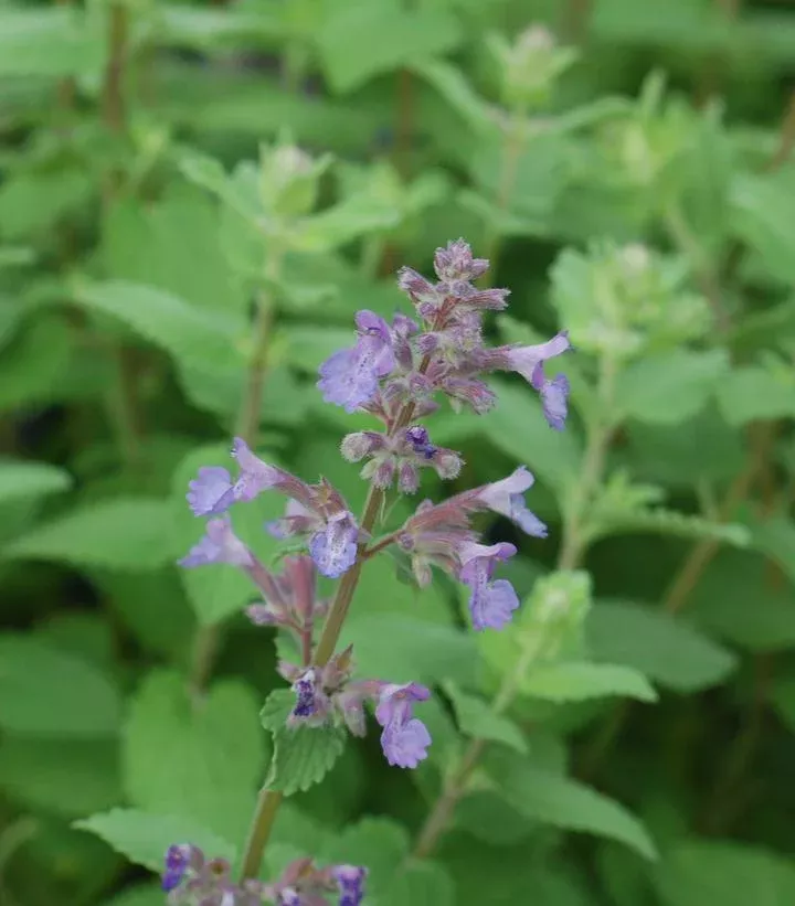Nepeta Mussinii `Blue Wonder`