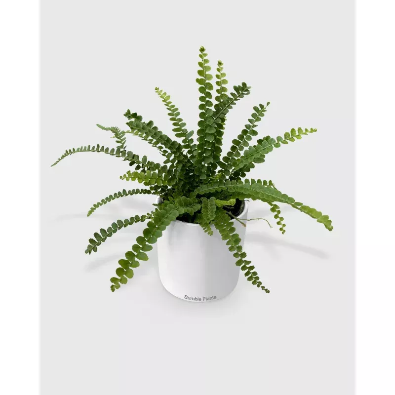 Nephrolepis Cordifolia 'Lemon Button' Fern