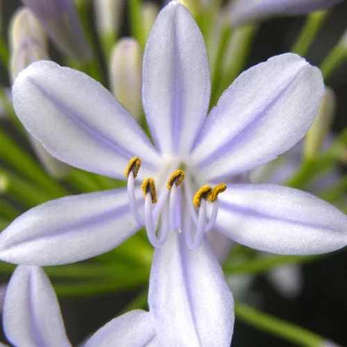 ‘Neverland’ Agapanthus