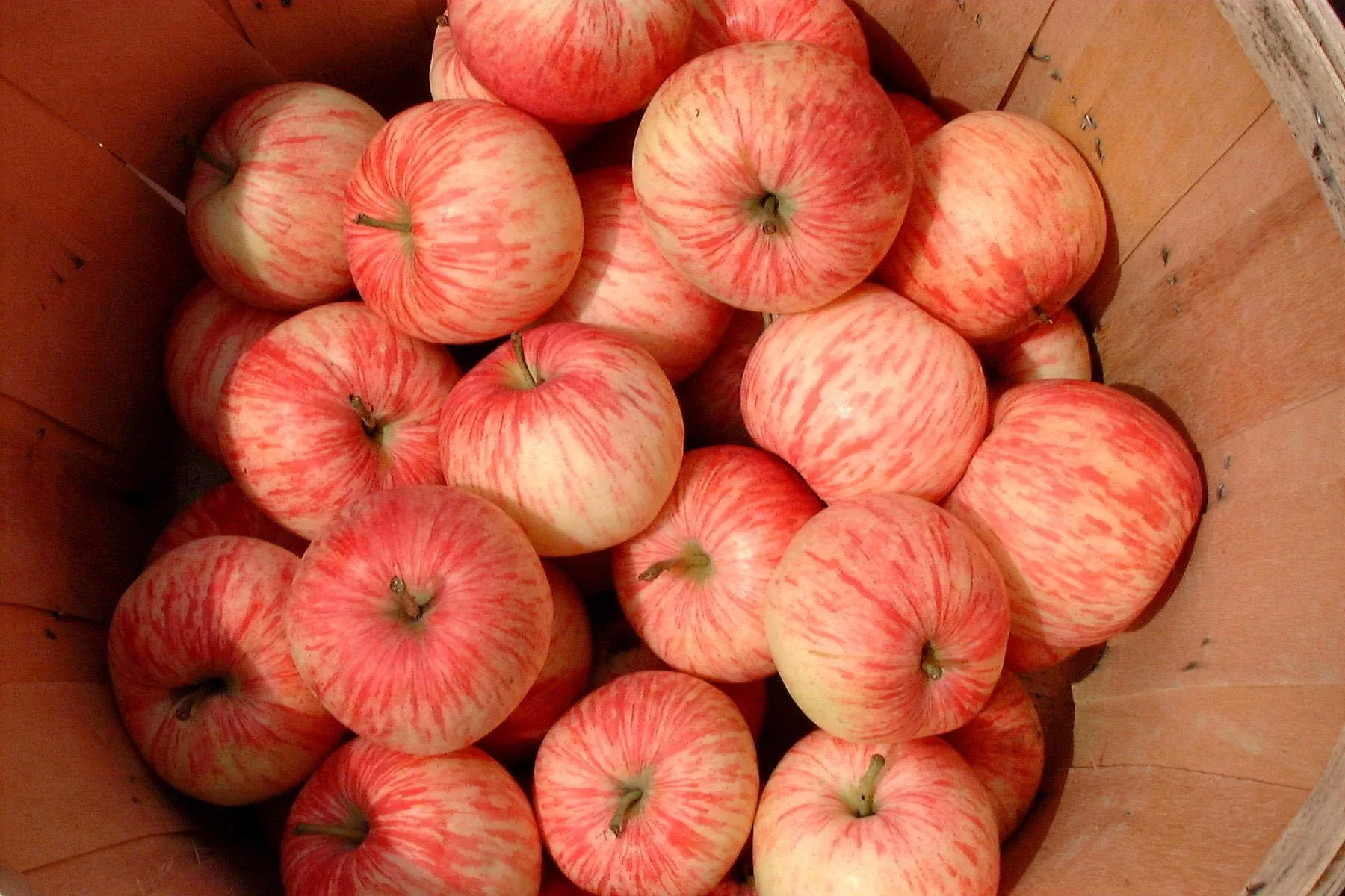 New Brunswicker Apple