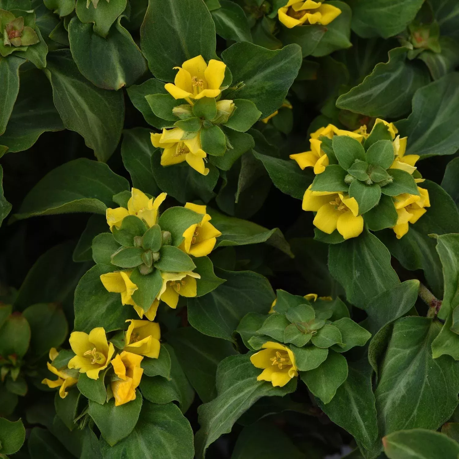 ‘Night Light’ Moneywort (Lysimachia)