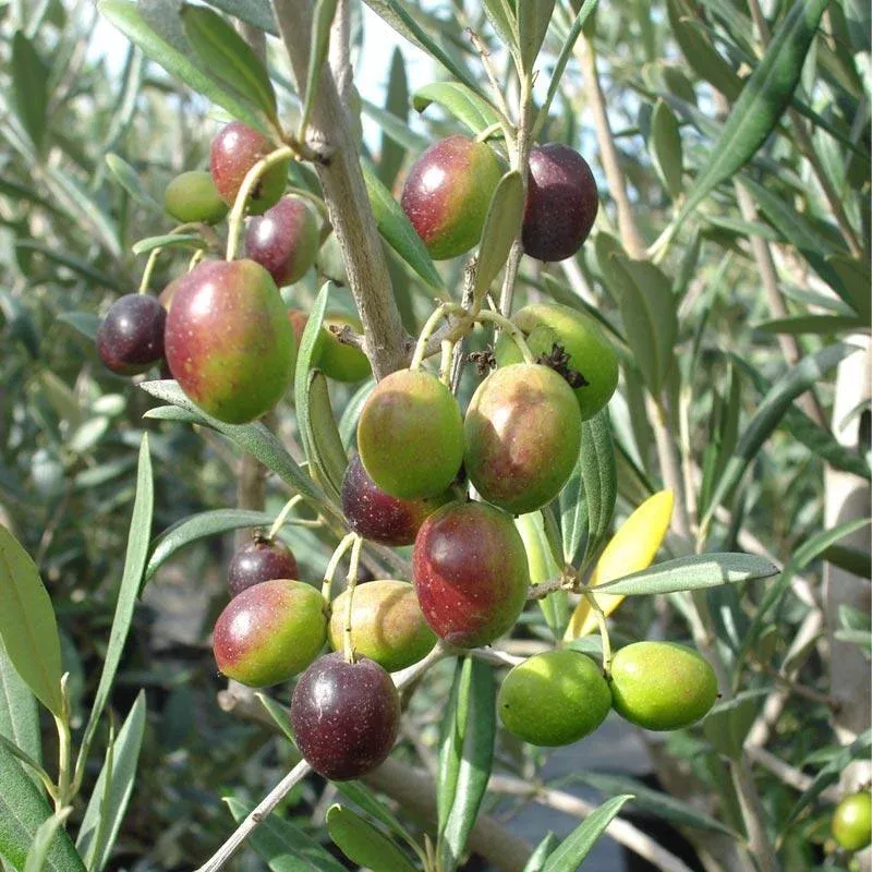 Noccellara Del Belice Olive Tree