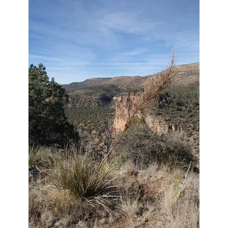 Nolina microcarpa Corduroy Creek