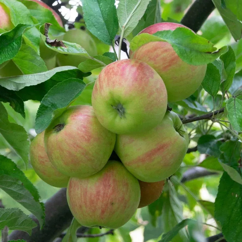 Northern Spy Apple