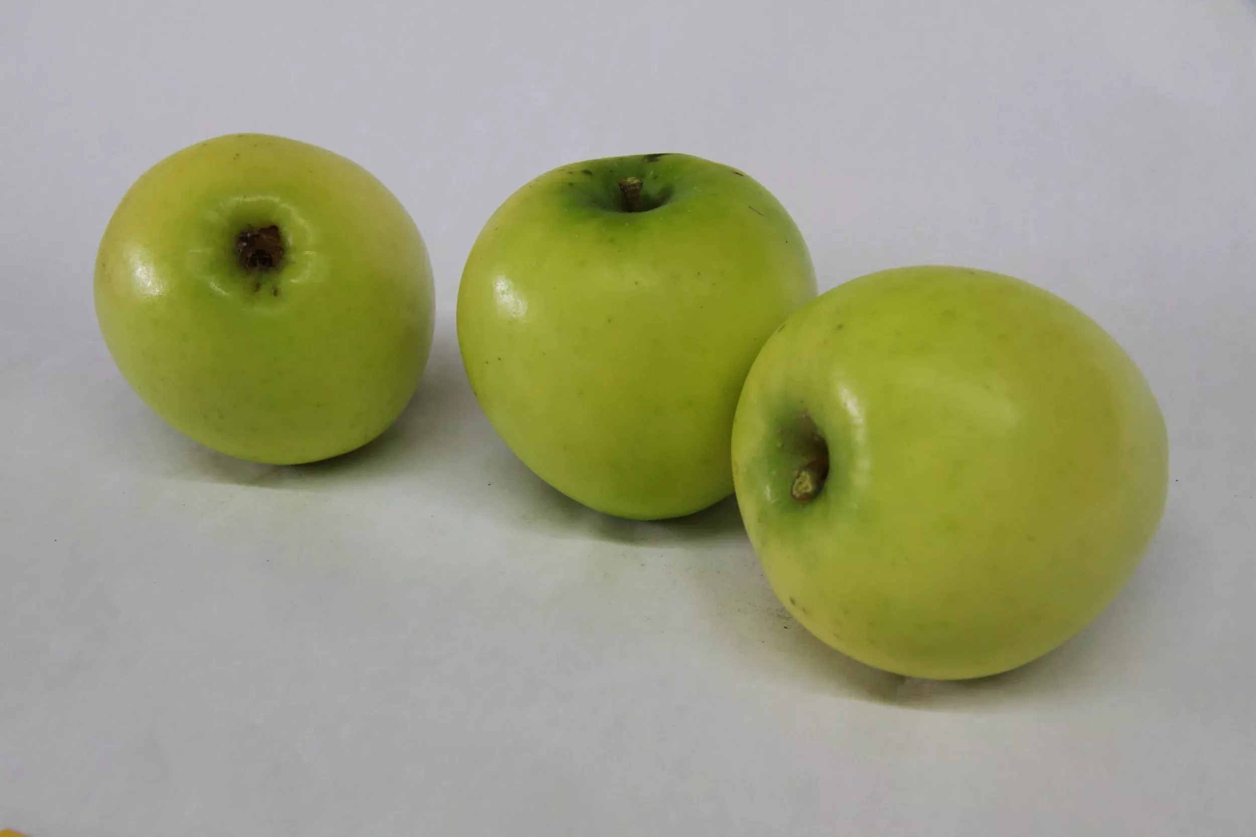 Northwestern Greening Apple