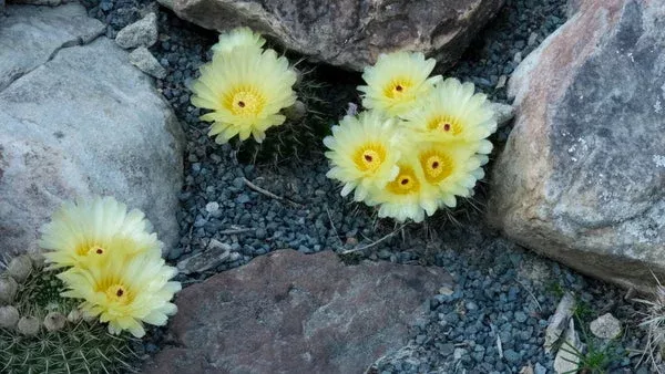 Notocactus floricomus
