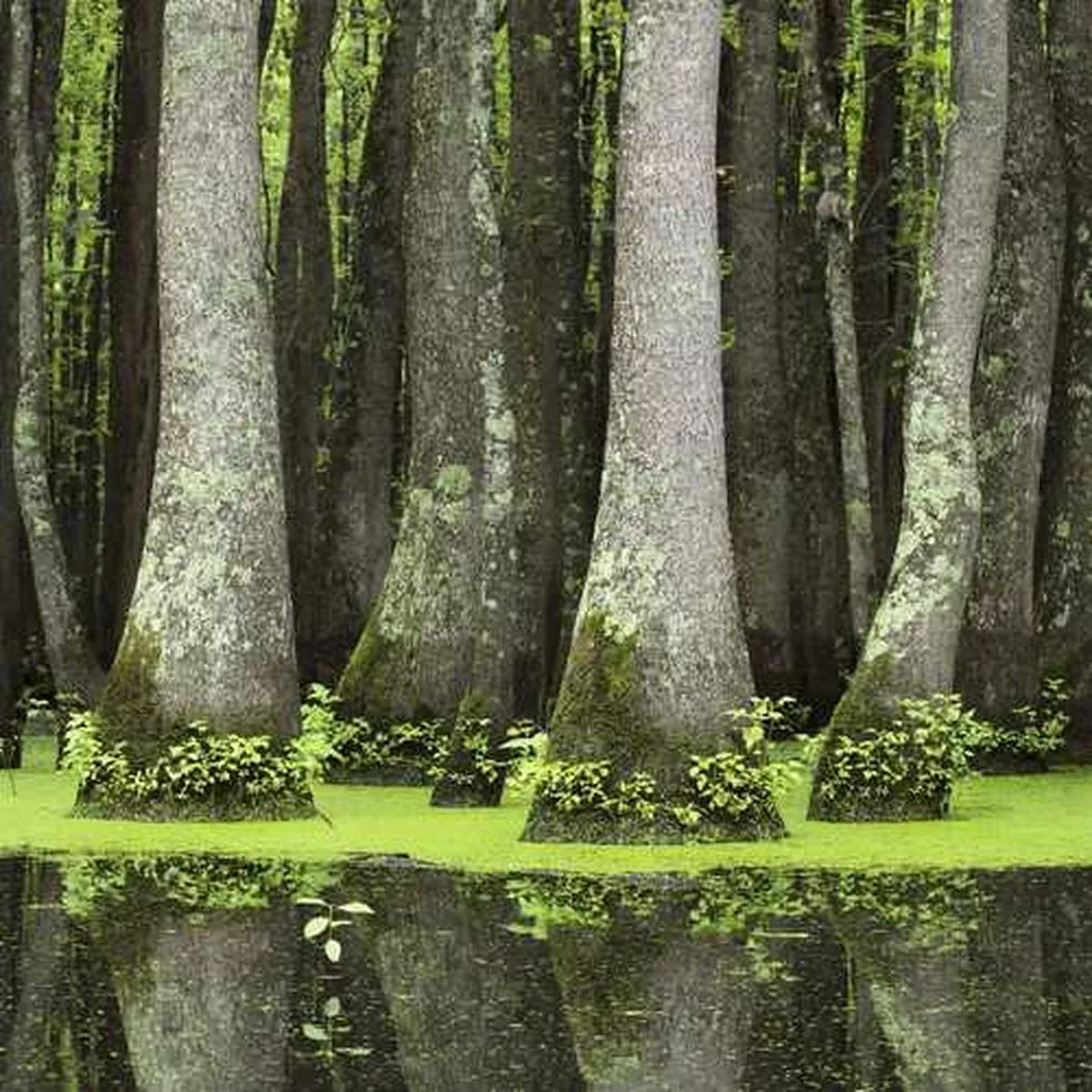 Nyssa aquatica – Water Tupelo