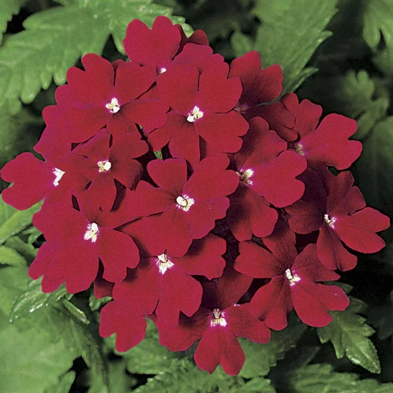 Obsession Red Hybrid Verbena Seeds