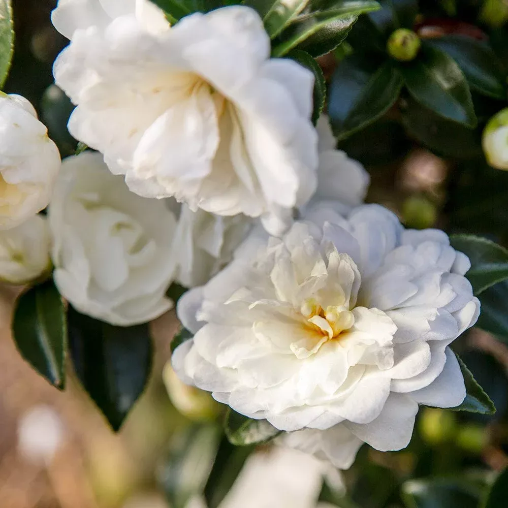 October Magic Bride Camellia (Sasanqua)
