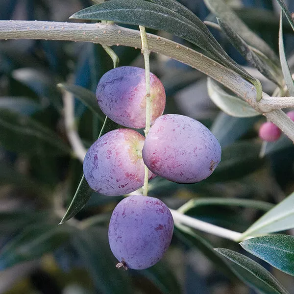 Olive Tree Arbequina (Olea europaea)