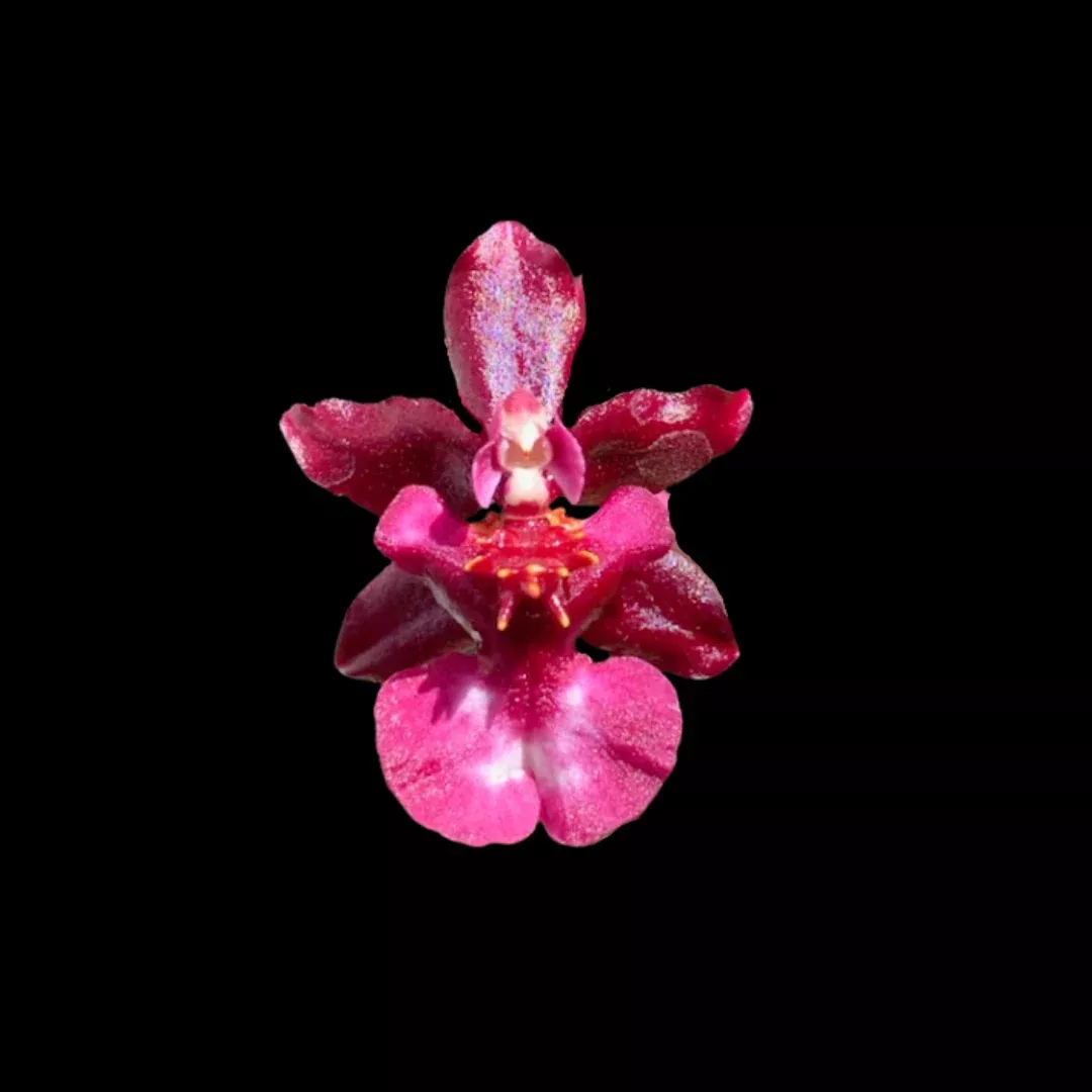 Oncidium Alliance: Jairak Fragrance ‘Ha-Nu-Maan’