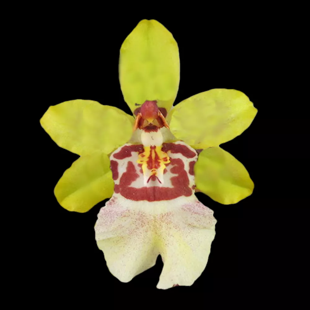 Oncidium Colmanara Cheeta 'Silver'