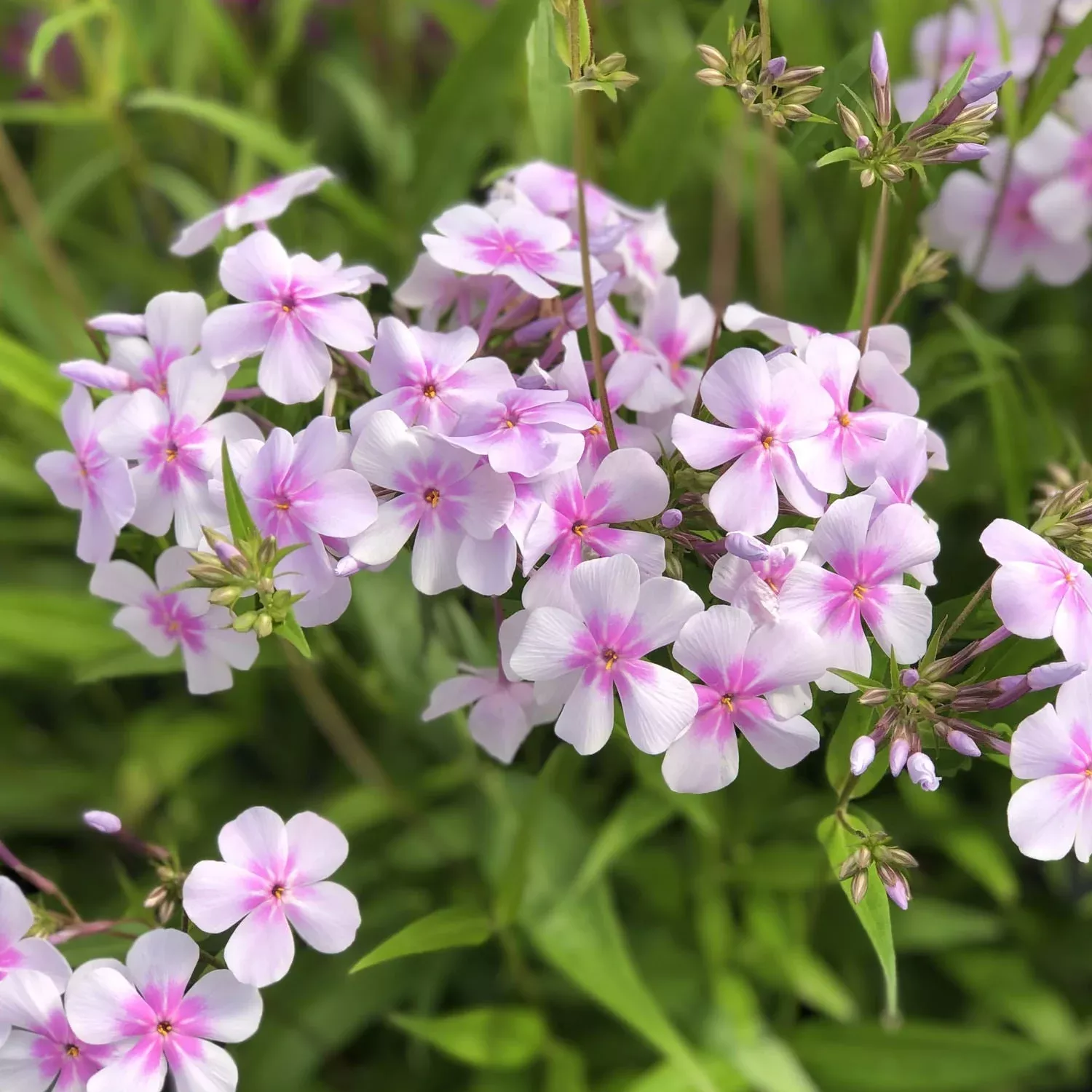 ‘Opening Act Pink-a-Dot’ Hybrid Phlox