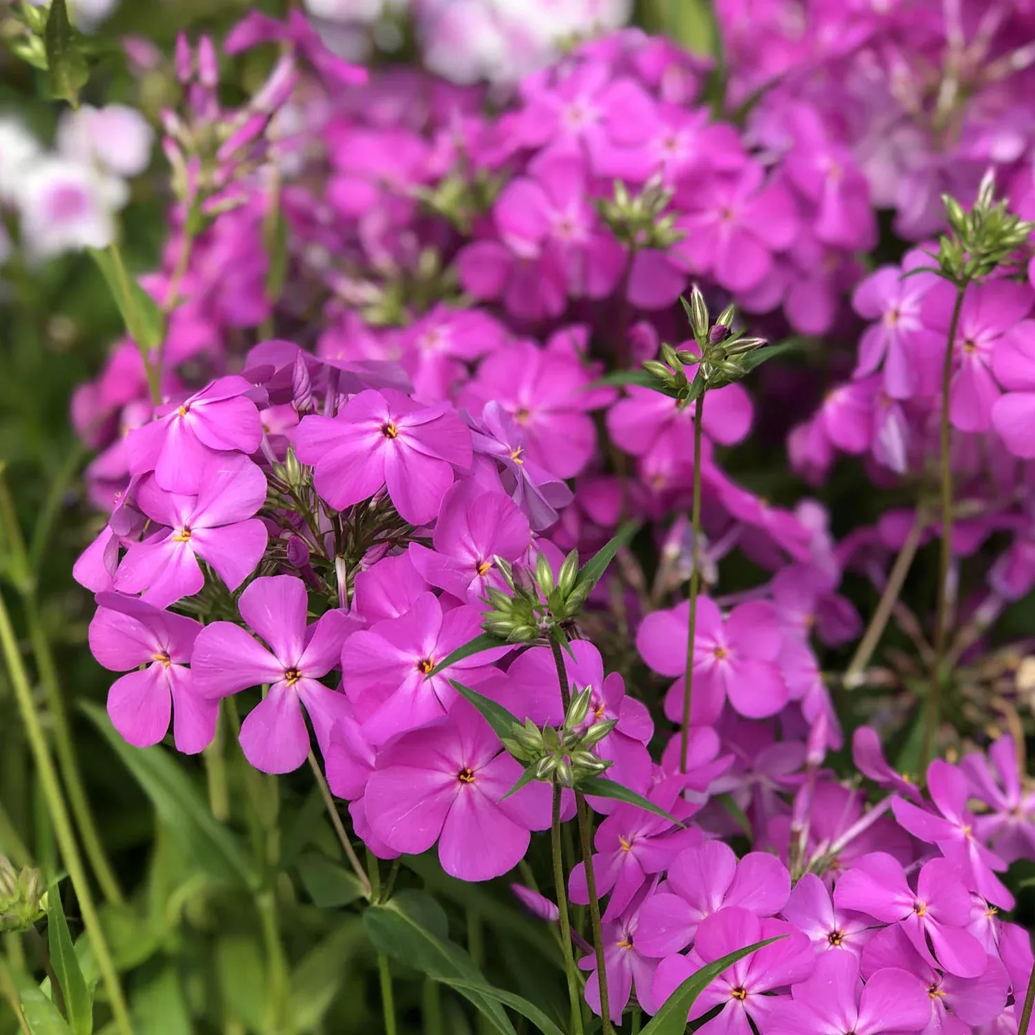 ‘Opening Act Ultrapink’ Hybrid Phlox
