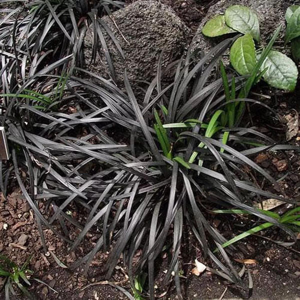 Ophiopogon planiscapus Nigrescens