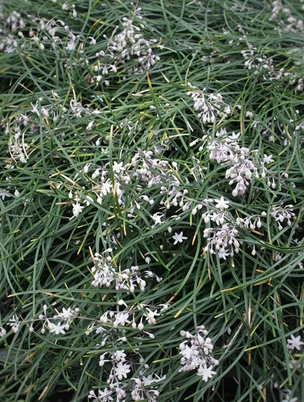 Ophiopogon umbraticola