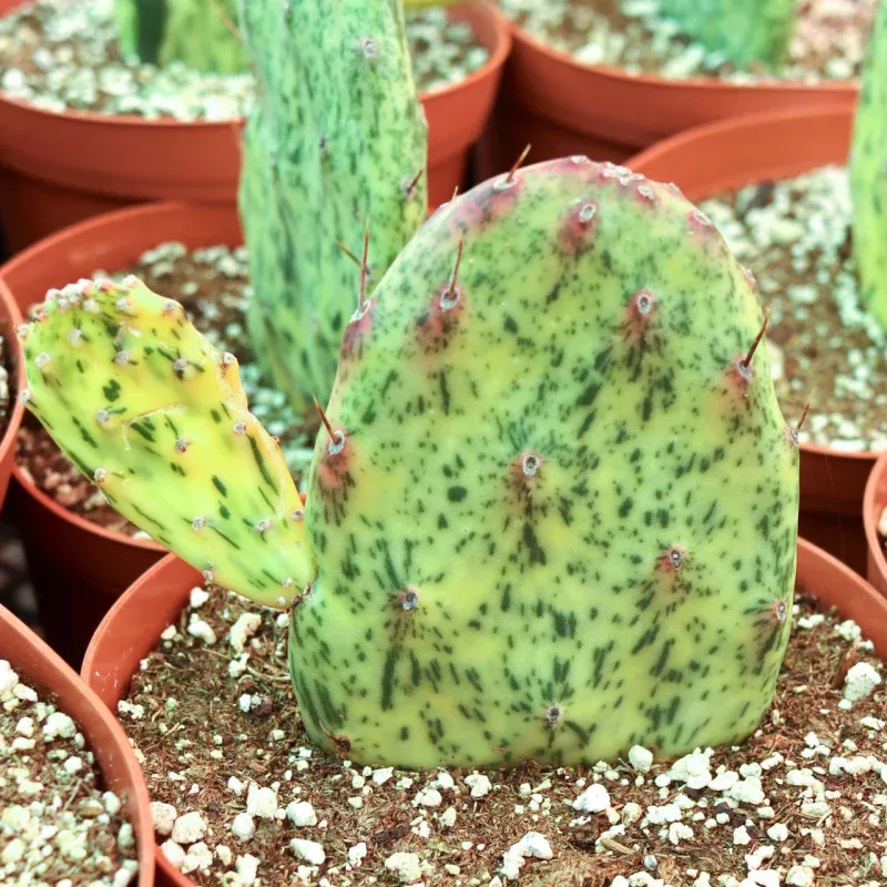 Opuntia ‘Sunburst’
