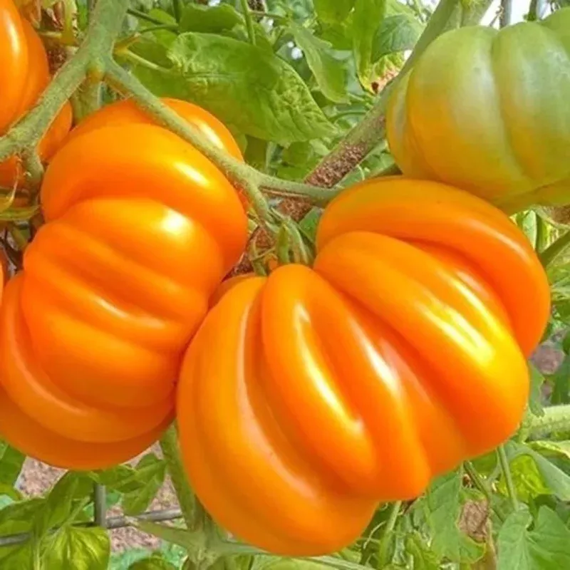 Orange Accordion Tomato - Solanum lycopersicum