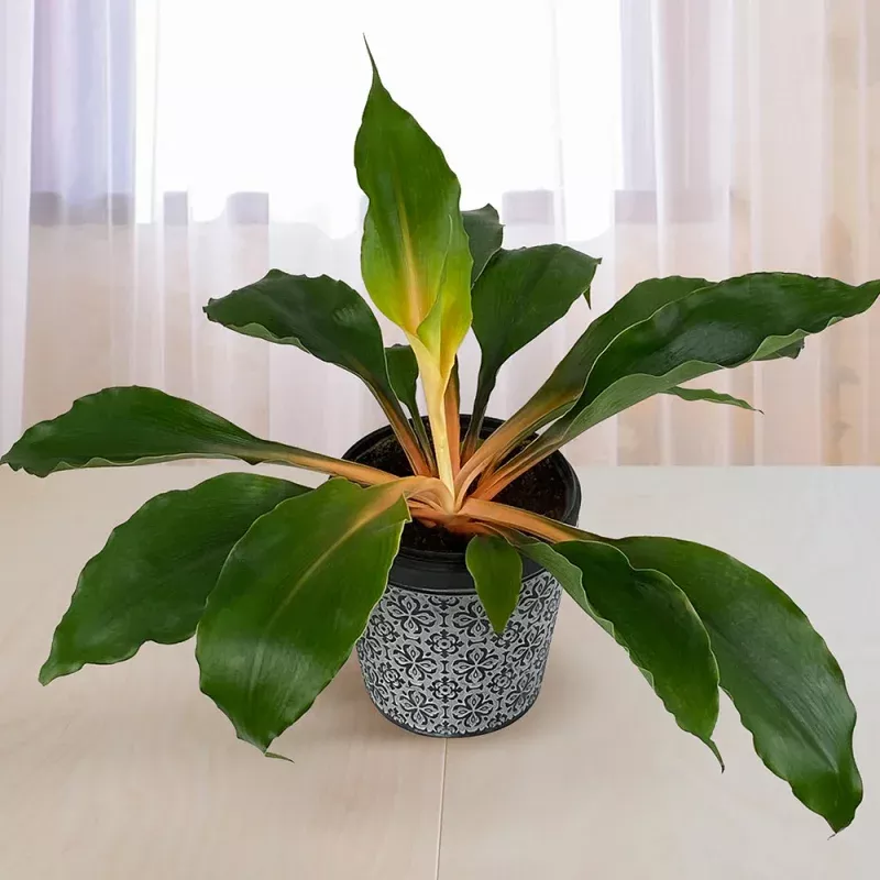 Orange Glow Spider Plant (Chlorophytum Orange Glow)