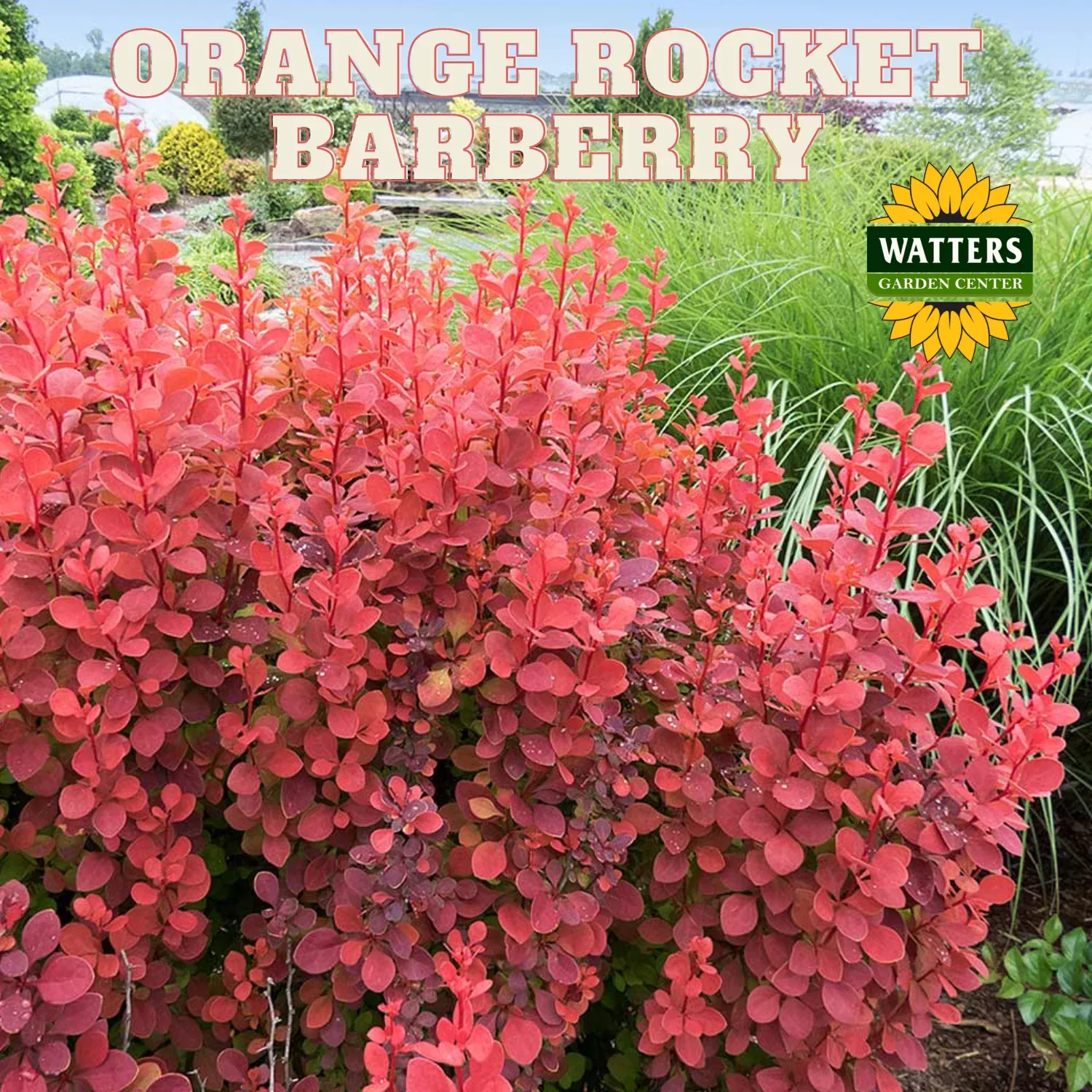 ORANGE ROCKET BARBERRY 3gal