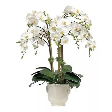 Orchid in Cache Pot 24"