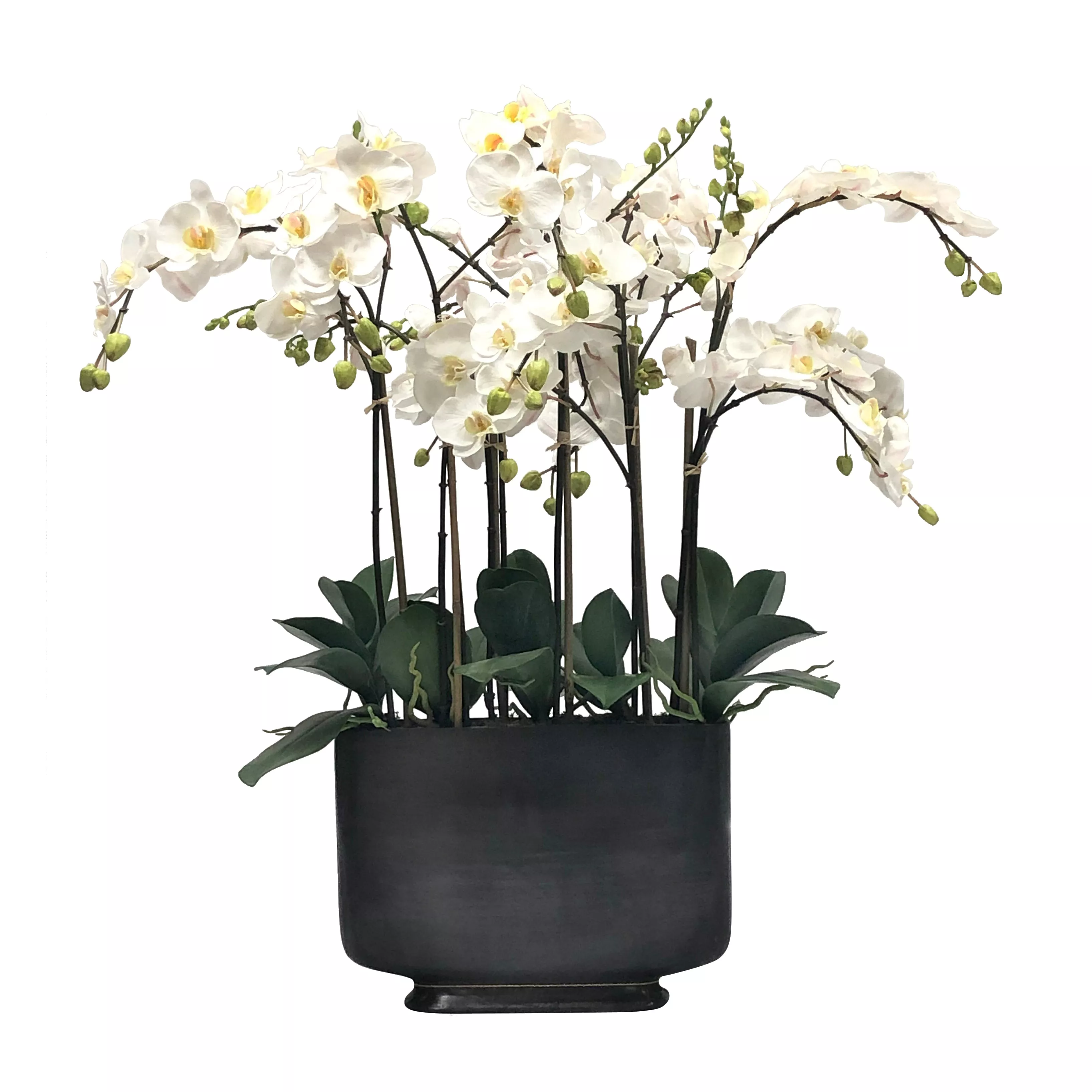 ORCHID IN RECTANGLE VASE 35"