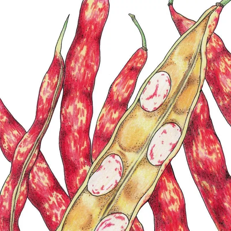 Organic Bean, Bush Rosso di Lucca (1/2 lb)