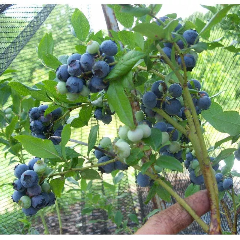 Organic Blueberry Hannah’s Choice (Ea)