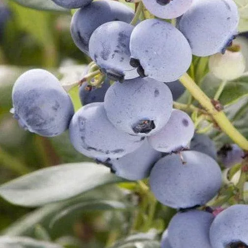Organic Blueberry Pearl (Ea)