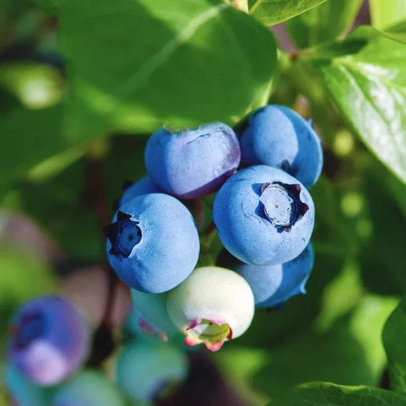 Organic Blueberry Toro (Ea)