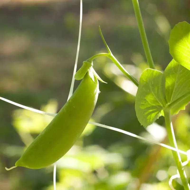 Organic Cascadia Sugar Snap Pea