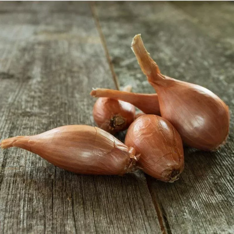 Organic Grey Shallots (lb)