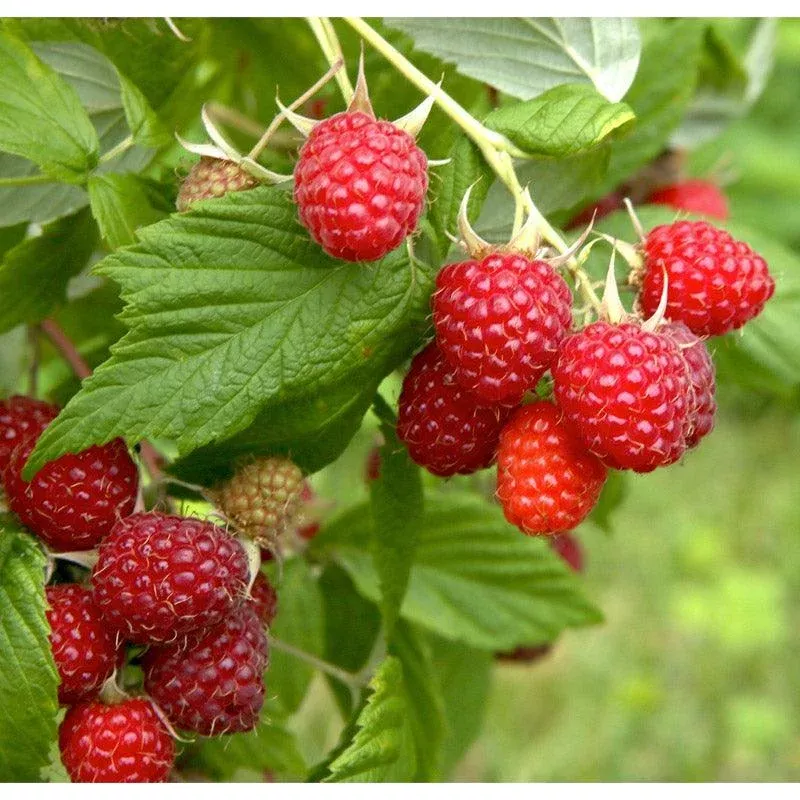 Organic Raspberry – Caroline Red (Ea)