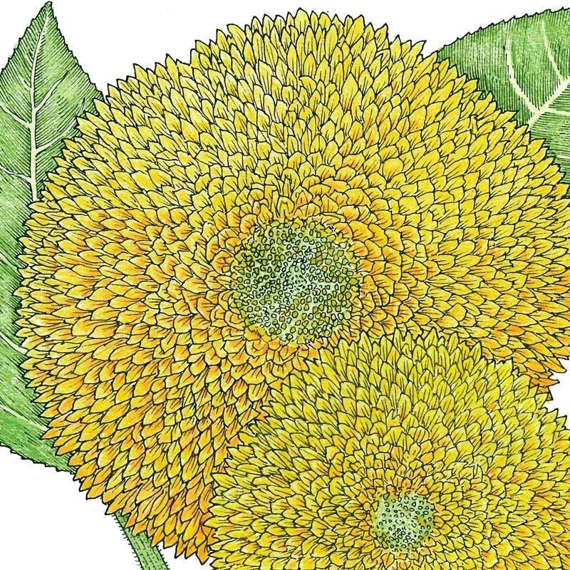 Organic Sunflower, Teddy Bear (1/4 lb)