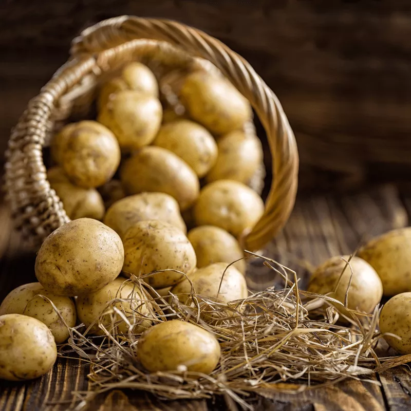 Organic Yellow Finn Seed Potato (lb)