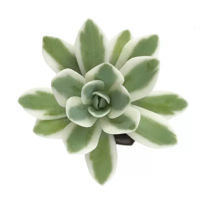 Orostachys Iwarenge f.variegata, (Video)