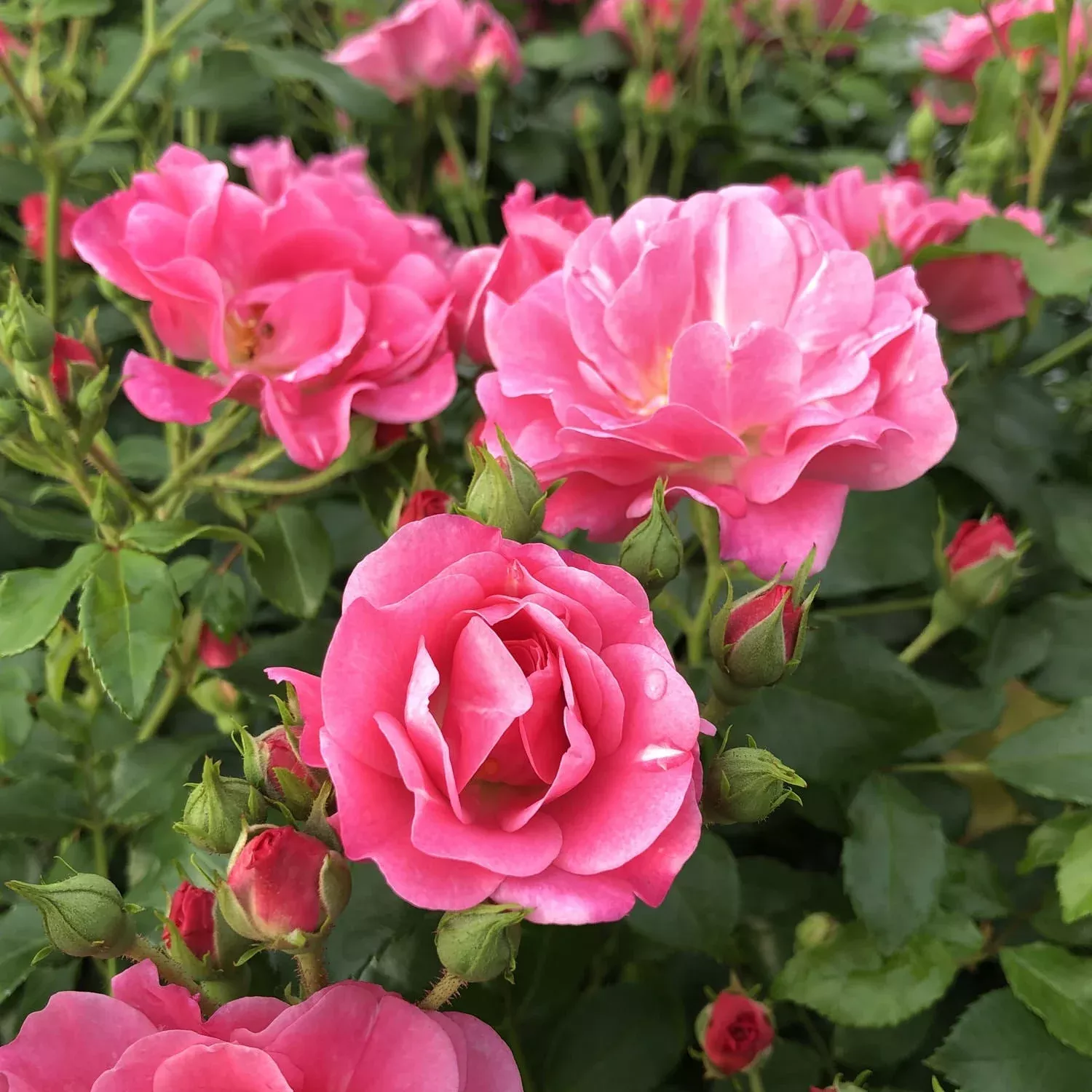 Oso Easy Double Pink Rose (Rosa)
